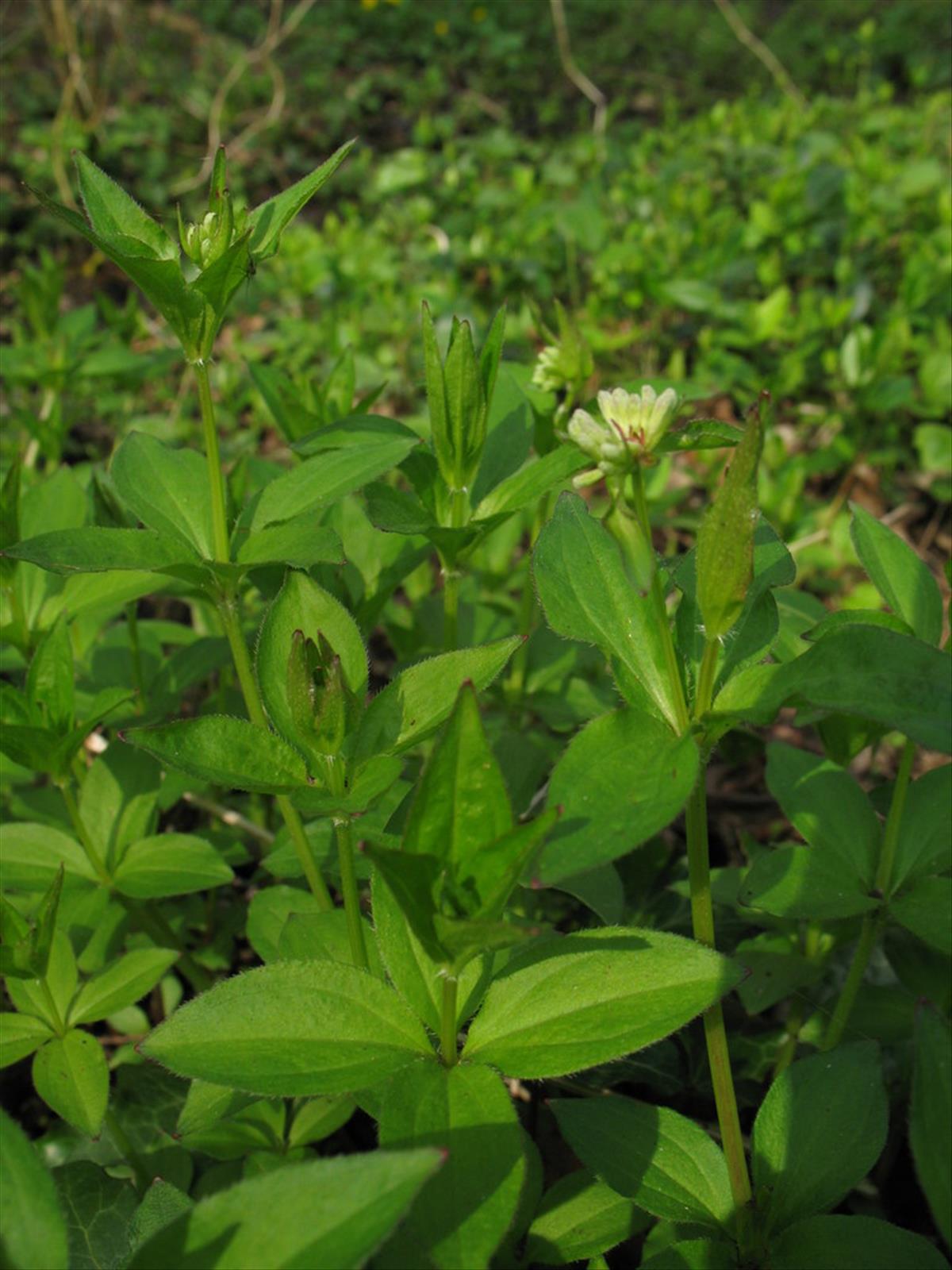 Asperula taurina (door Rutger Barendse)