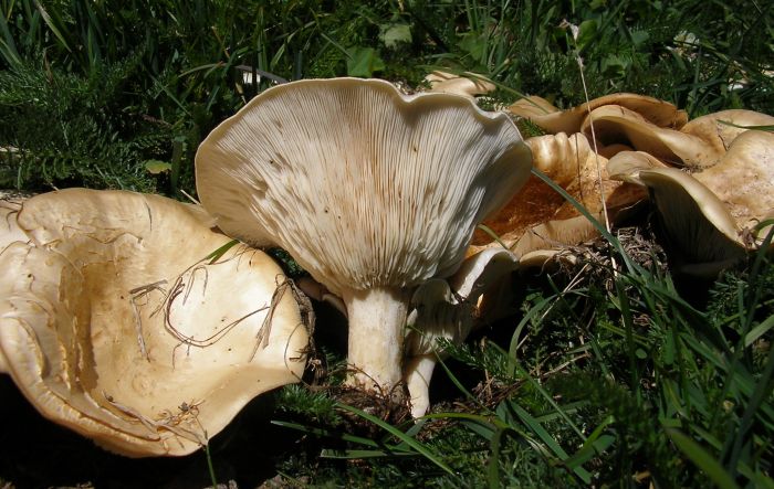 Leucopaxillus giganteus (door Aldert Gutter)