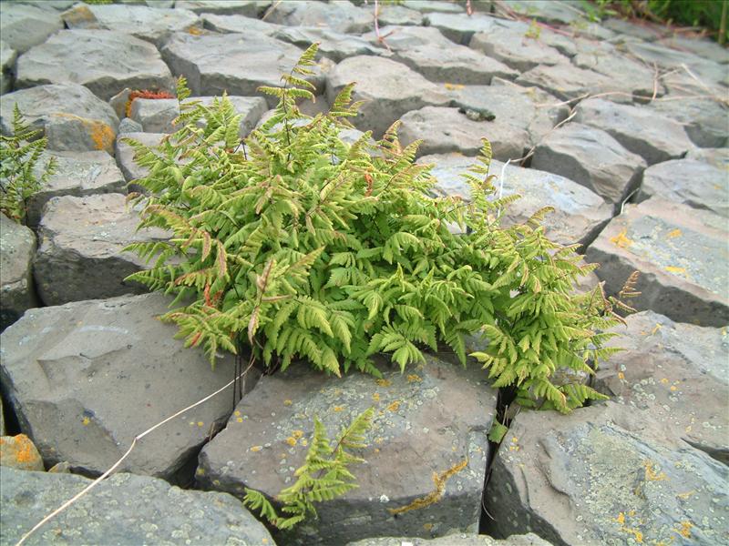 Gymnocarpium dryopteris (door Adrie van Heerden)