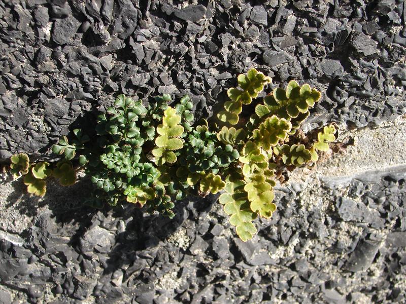 Asplenium ceterach (door Adrie van Heerden)