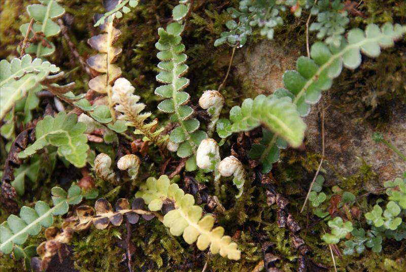 Asplenium ceterach (door Adrie van Heerden)