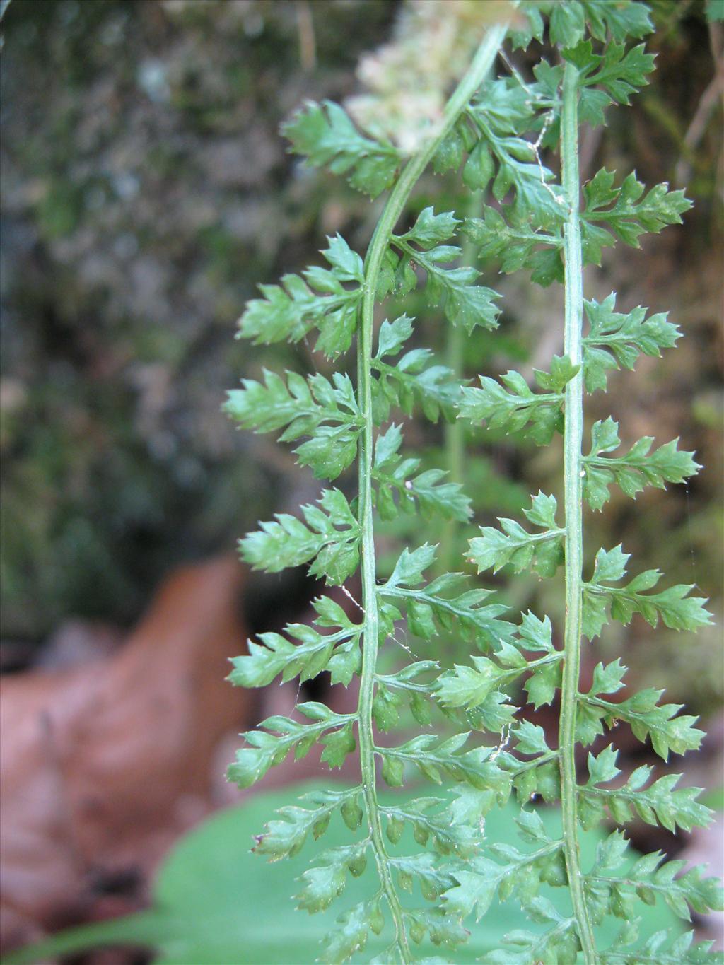 Asplenium fontanum (door Kim Lotterman)