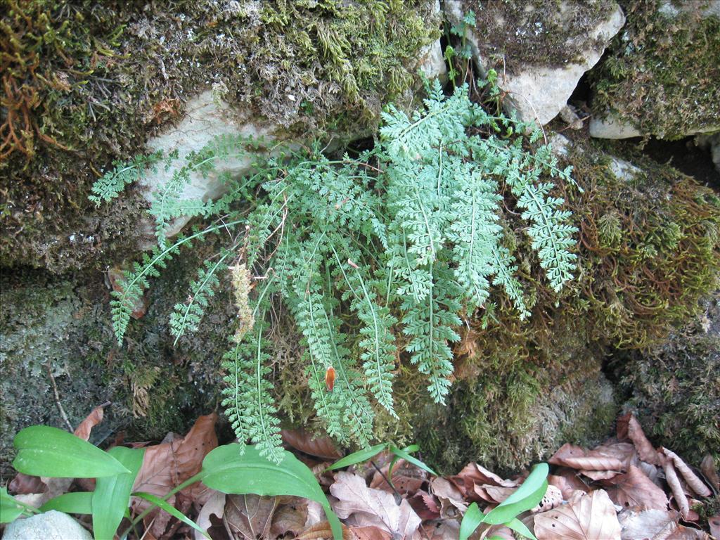 Asplenium fontanum (door Kim Lotterman)