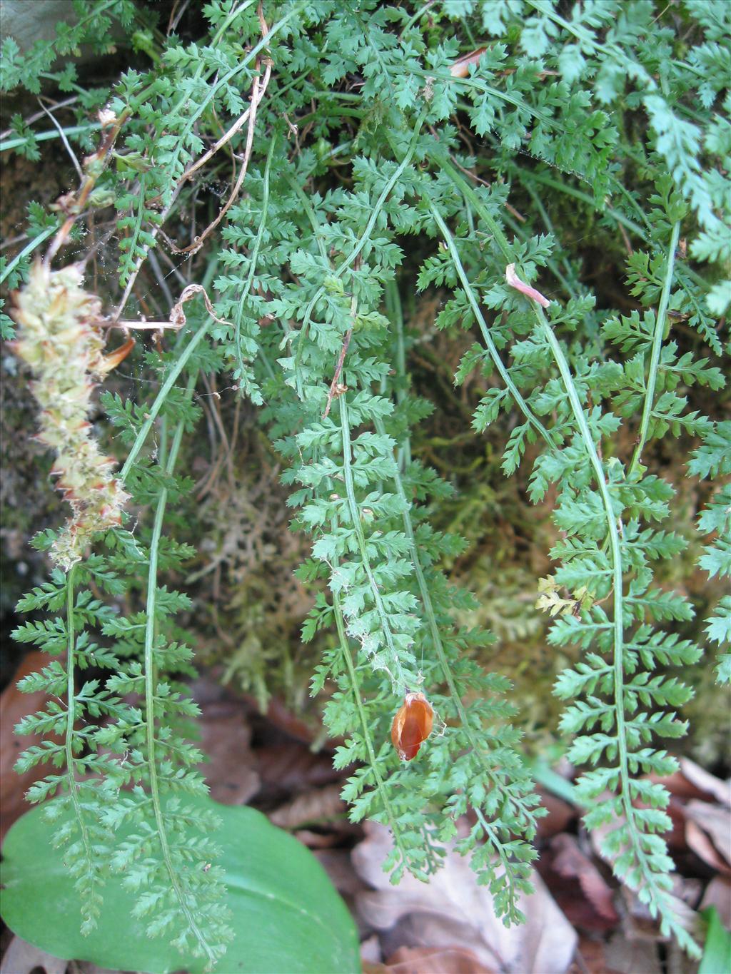 Asplenium fontanum (door Kim Lotterman)