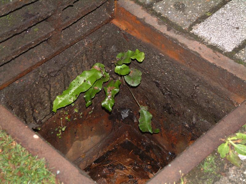 Asplenium scolopendrium (door Adrie van Heerden)