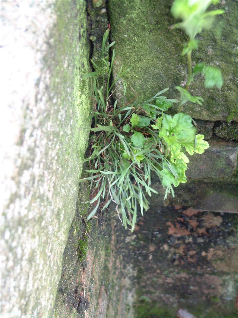 Asplenium septentrionale (door Adrie van Heerden)