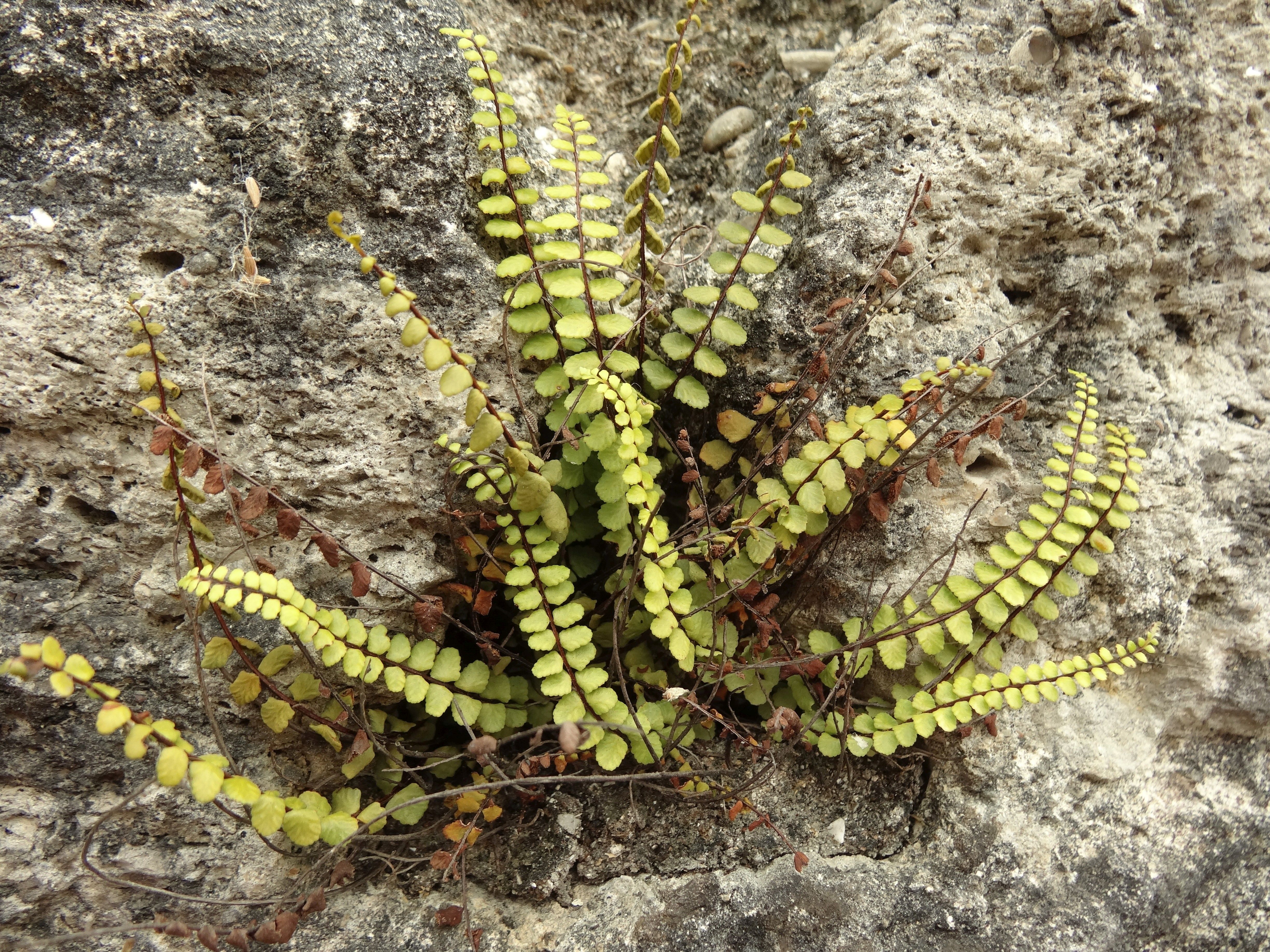 Asplenium trichomanes (door Jakob Hanenburg)