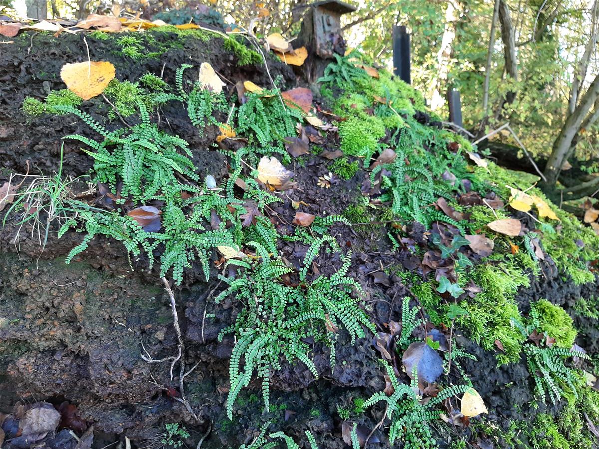 Asplenium trichomanes (door Ruud Beringen)