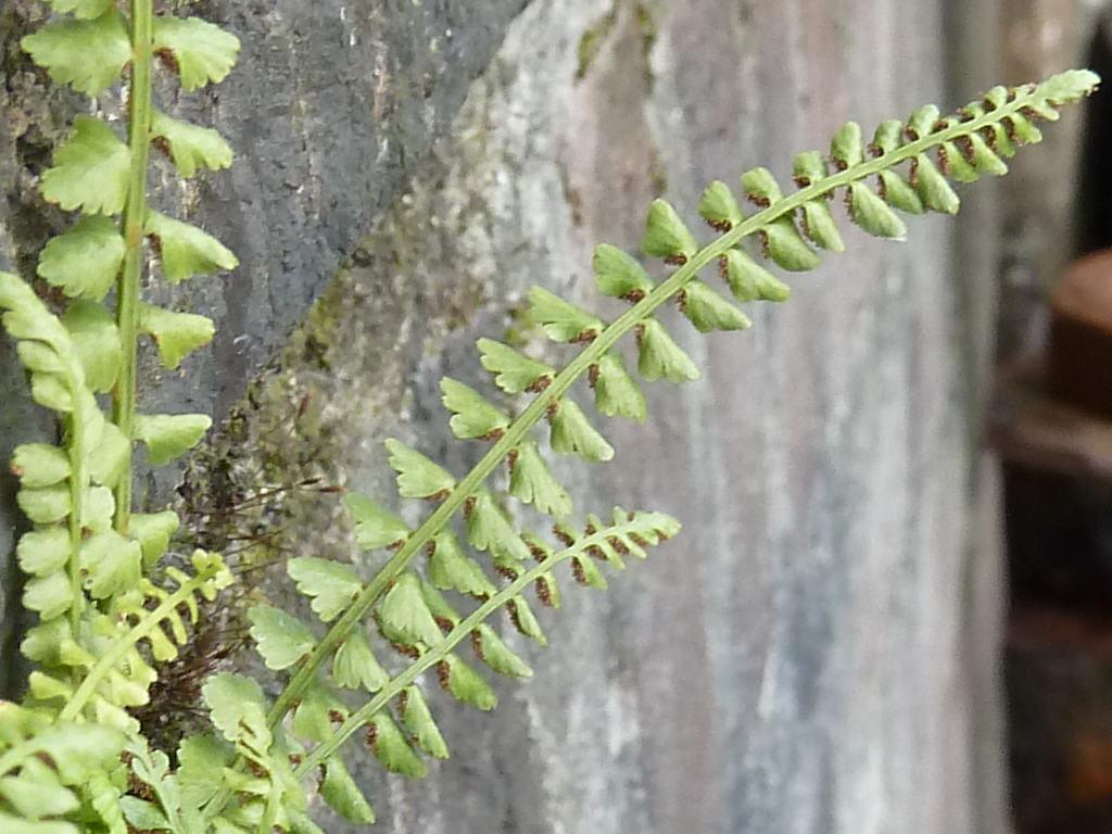 Asplenium viride (door Peter Wetzels)