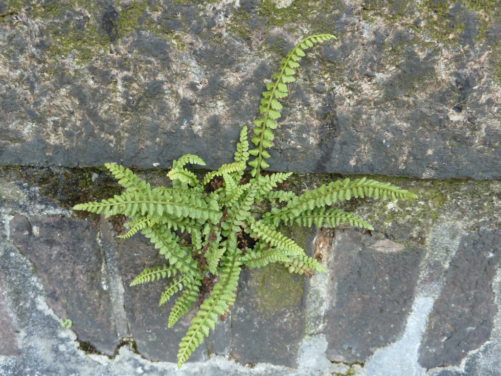 Asplenium viride (door Peter Wetzels)