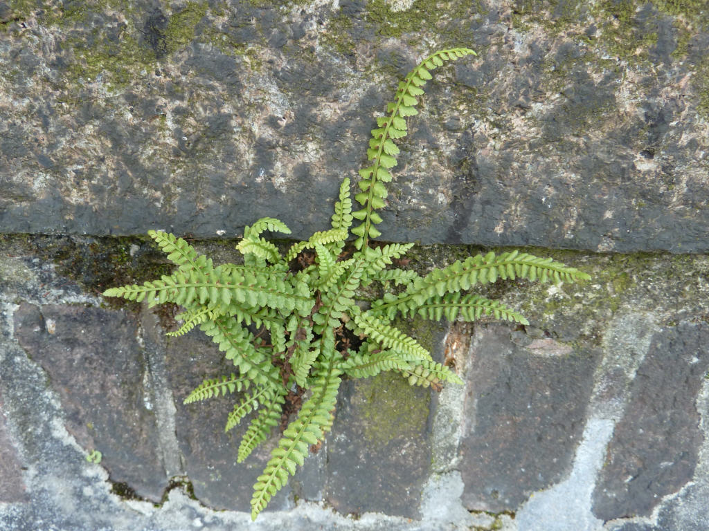 Asplenium viride (door Peter Wetzels)