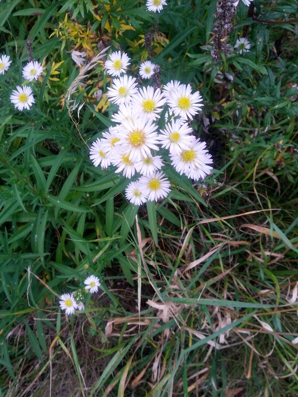 Symphyotrichum lanceolatum/ontarionis (door Pieter Stolwijk)