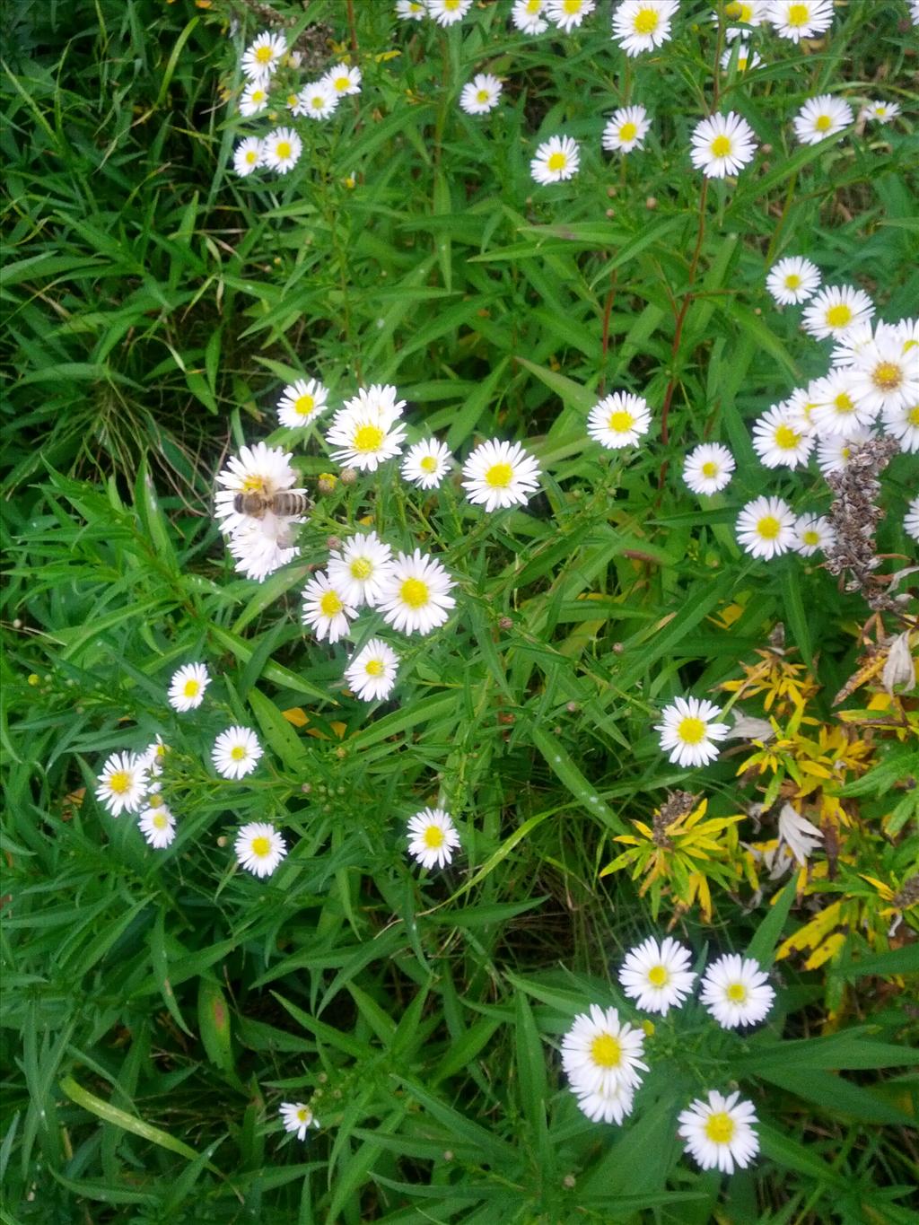 Symphyotrichum lanceolatum/ontarionis (door Pieter Stolwijk)