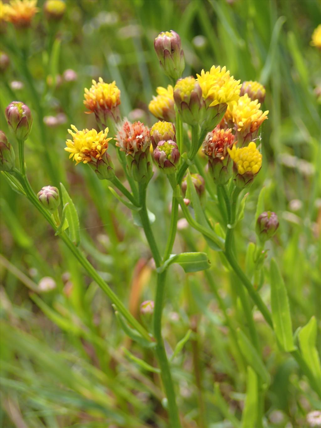 Tripolium pannonicum f. discoideus (door Adrie van Heerden)