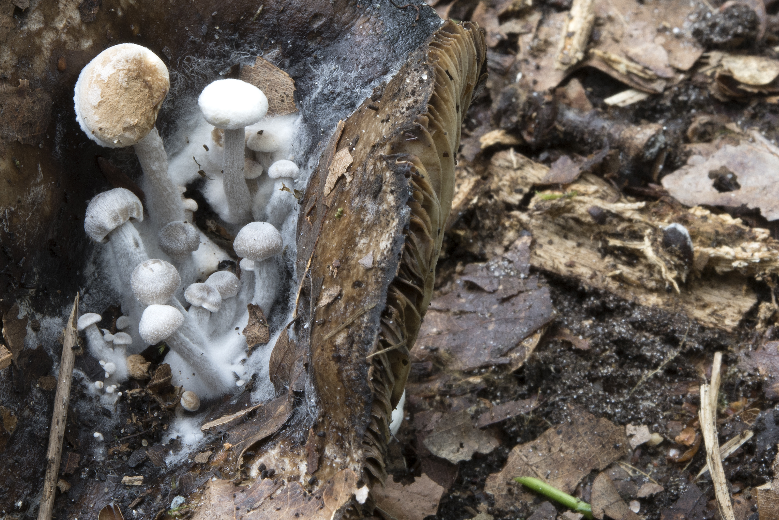 Asterophora lycoperdoides (door John den Daas)