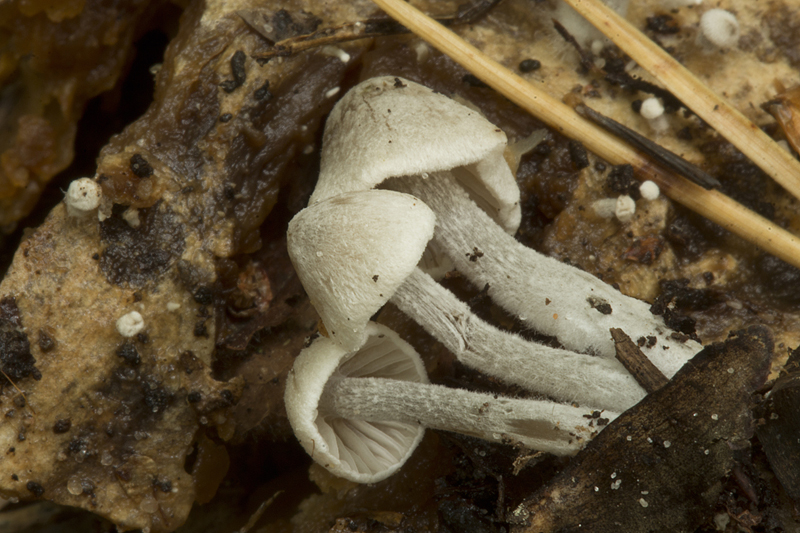 Asterophora parasitica (door Menno Boomsluiter)