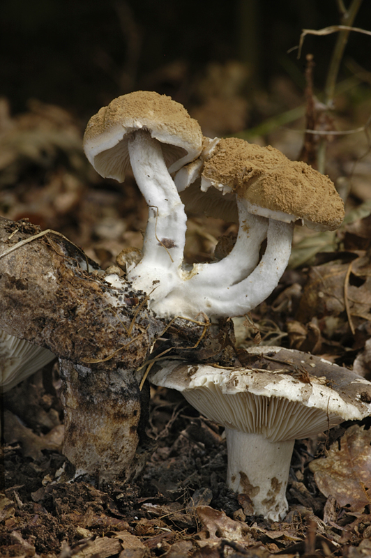 Asterophora lycoperdoides (door Nico Dam)