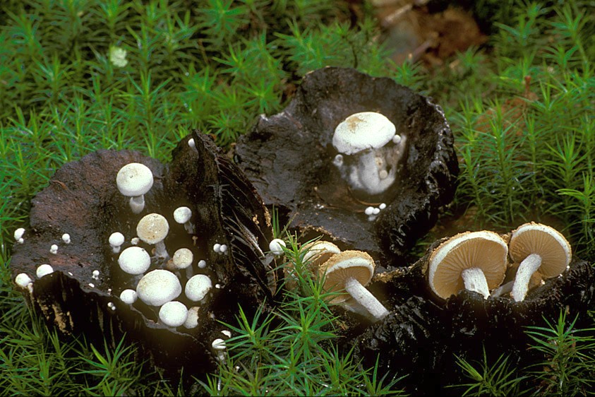 Asterophora lycoperdoides (door Henk Huijser)