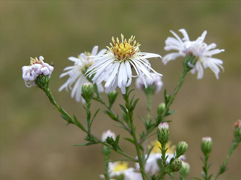 Symphyotrichum x versicolor (door Otto Zijlstra)