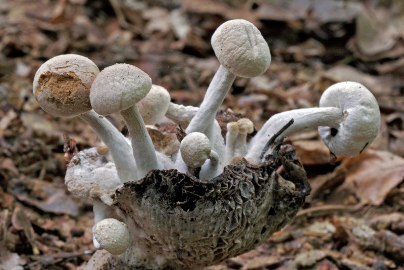 Asterophora lycoperdoides (door Gerben Winkel)