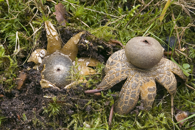 Astraeus hygrometricus (door Nico Dam)