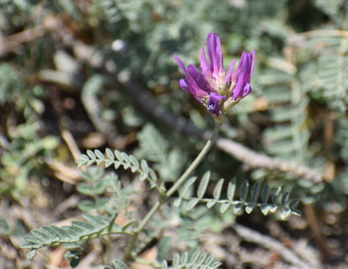 Astragalus onobrychis (door Pieter Stolwijk)