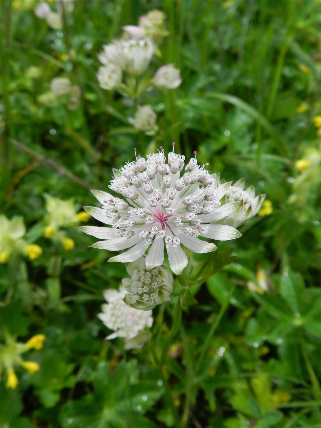 Astrantia major (door Rutger Barendse)