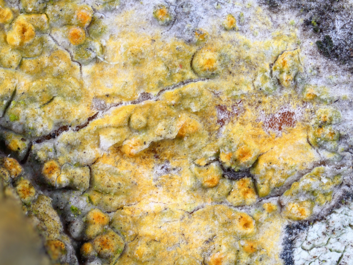 Athallia alnetorum (door Henk-Jan van der Kolk)