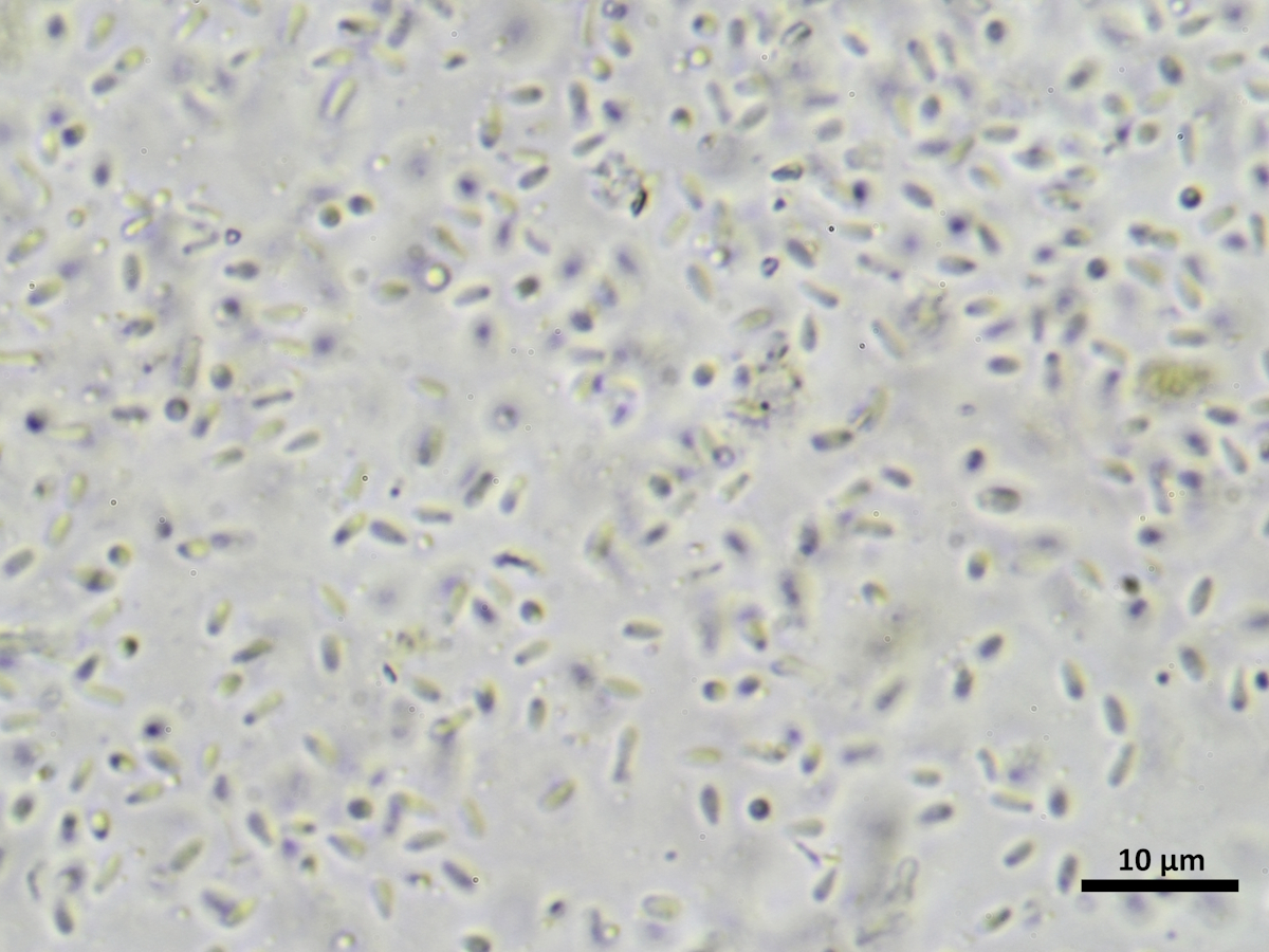 Athallia alnetorum (door Henk-Jan van der Kolk)