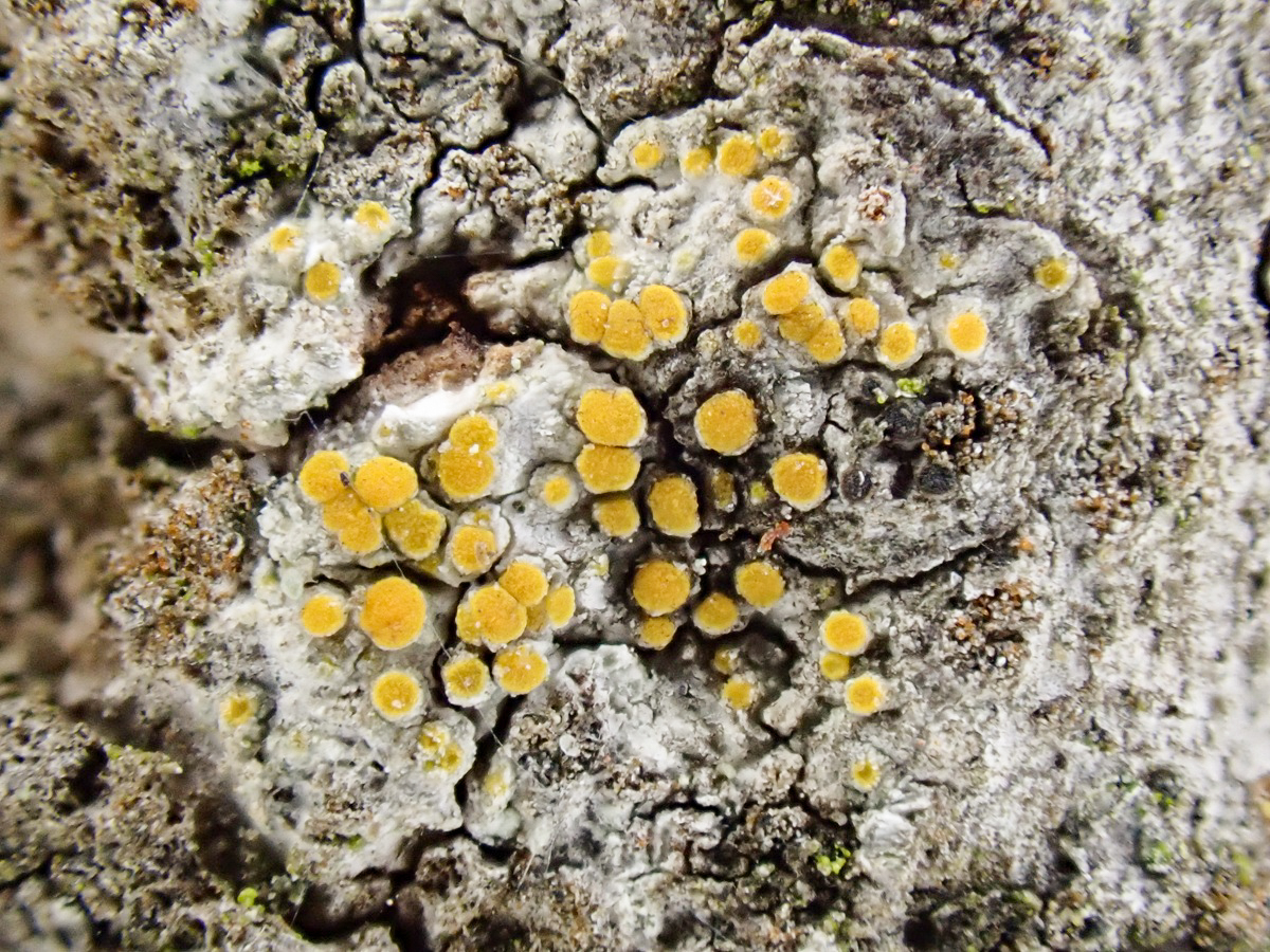 Athallia cerinella (door Arne van Wingerden)