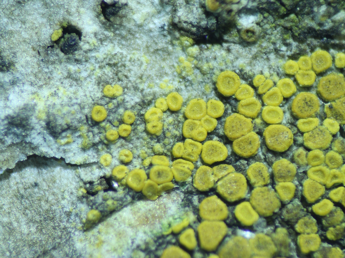 Athallia cerinelloides (door Ted Overmeer)