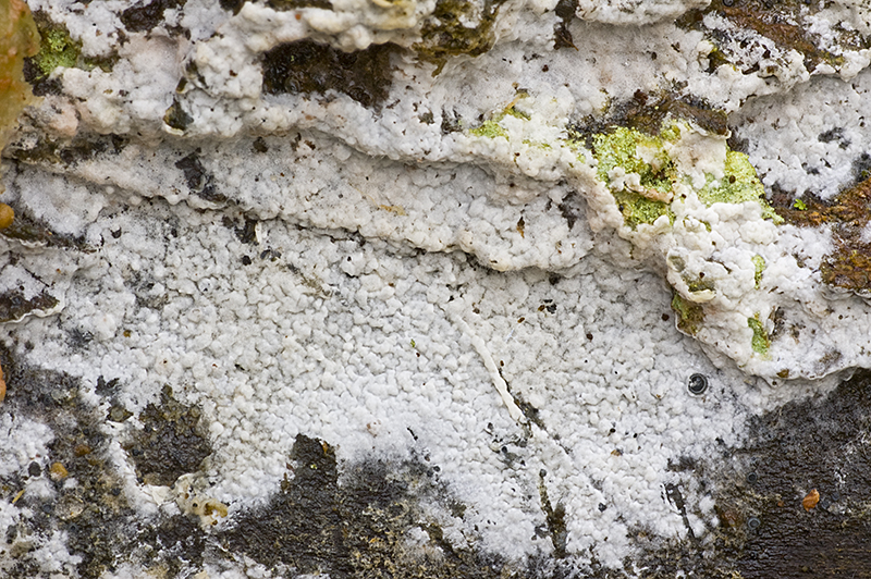 Athelia epiphylla (door Nico Dam)