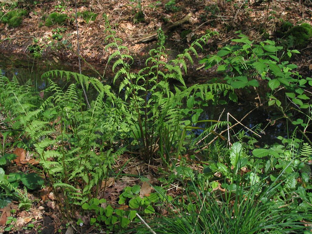 Athyrium filix-femina (door Pieter Stolwijk)