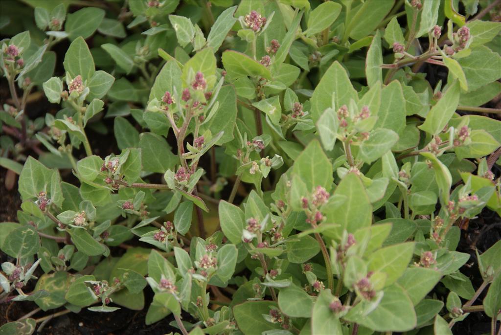 Atriplex glabriuscula (door Adrie van Heerden)