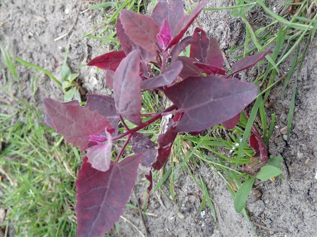 Atriplex hortensis (door Adrie van Heerden)