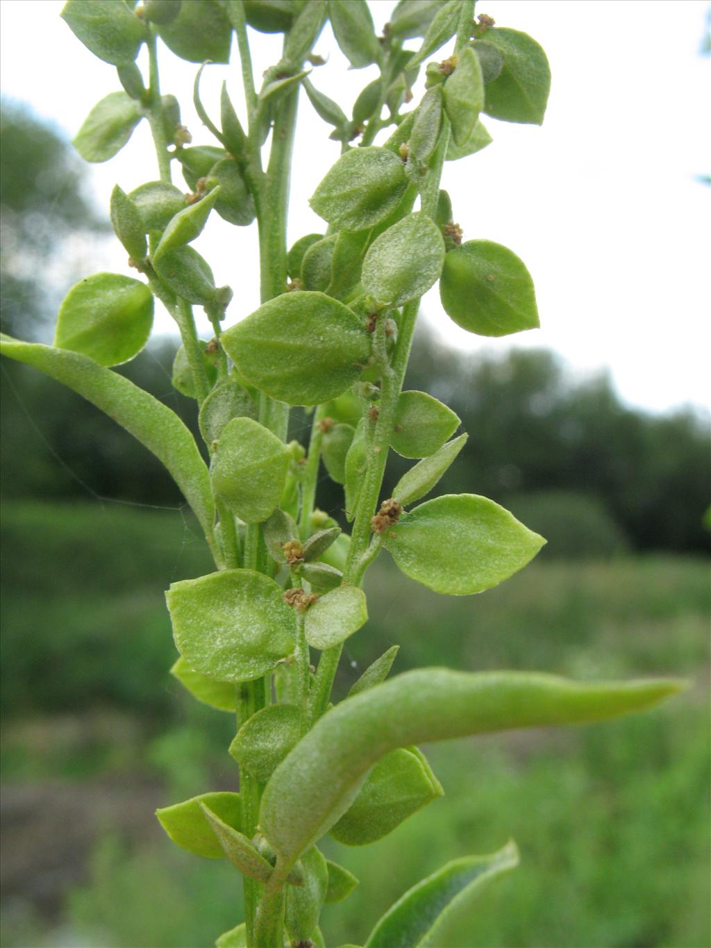 Atriplex hortensis (door Rutger Barendse)