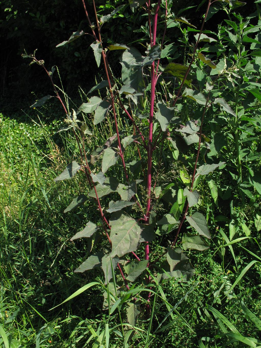 Atriplex hortensis (door Rutger Barendse)