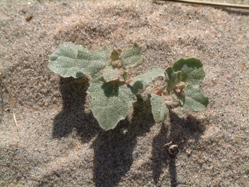 Atriplex laciniata (door Adrie van Heerden)