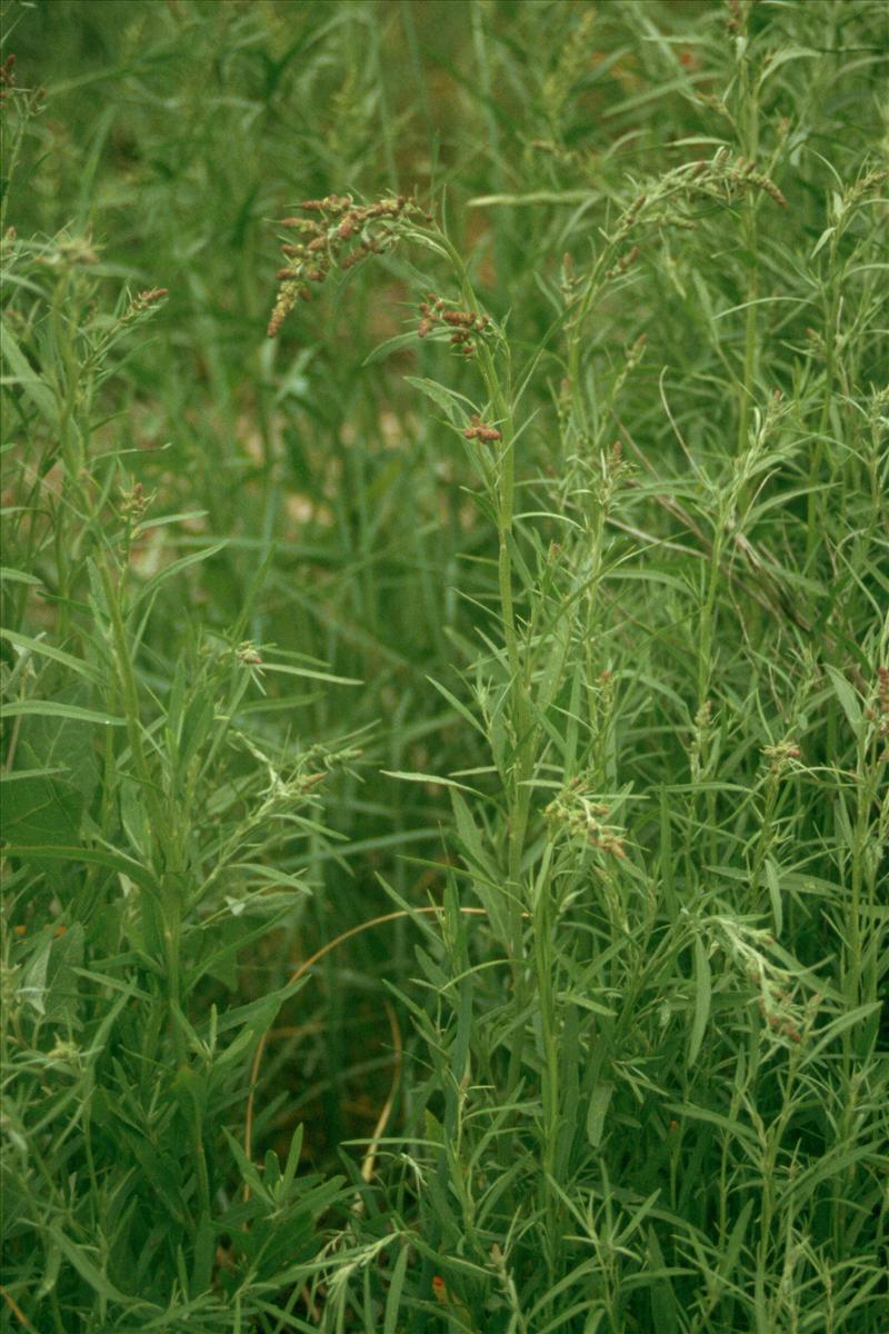 Atriplex littoralis (door Adrie van Heerden)