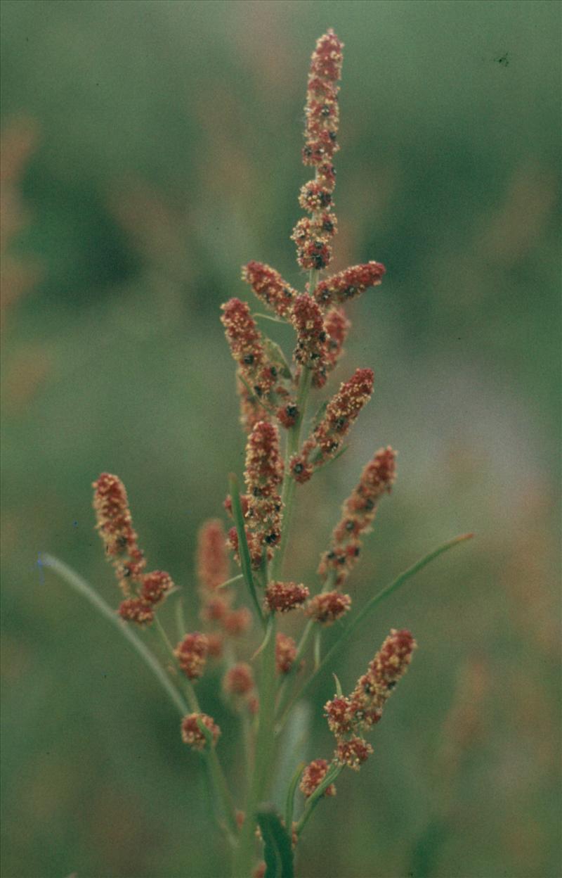 Atriplex littoralis (door Adrie van Heerden)