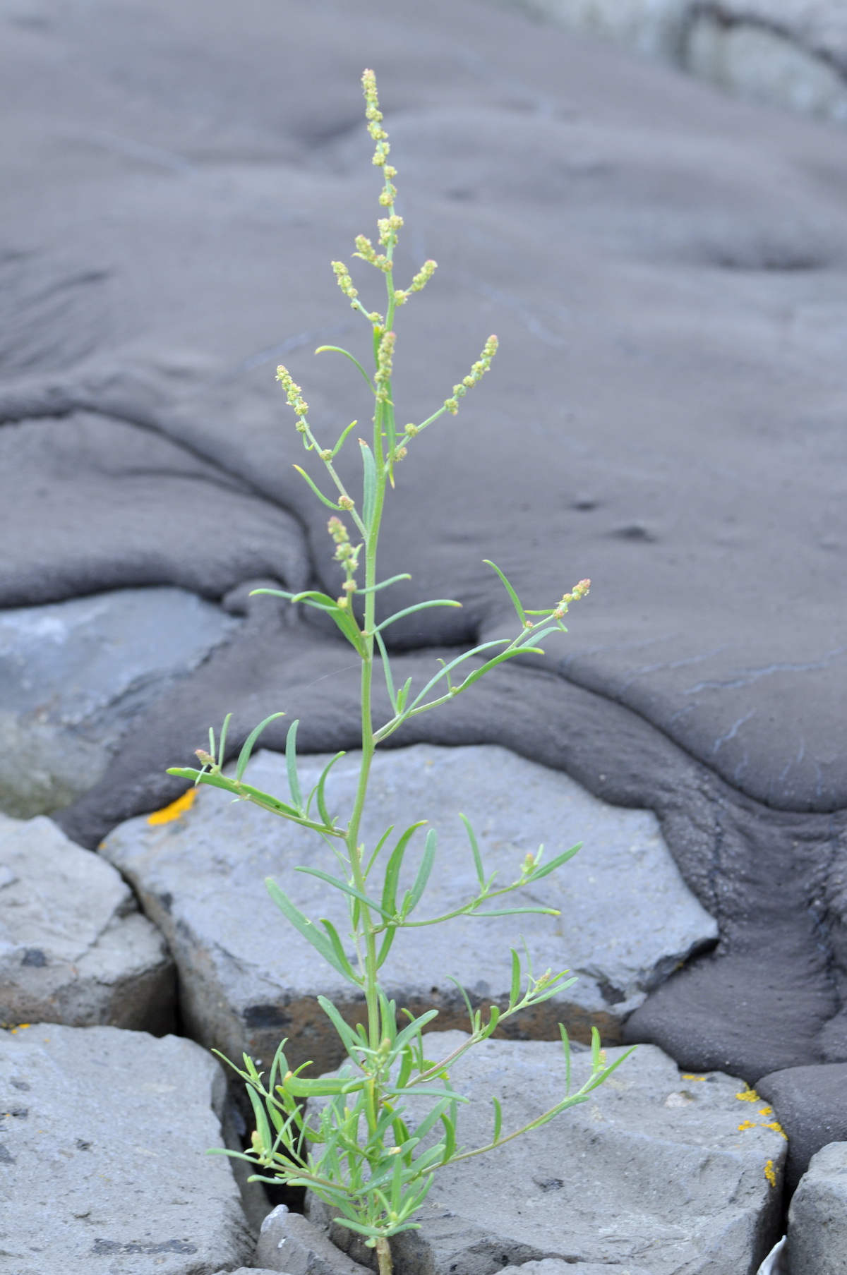 Atriplex littoralis (door Hans Toetenel)