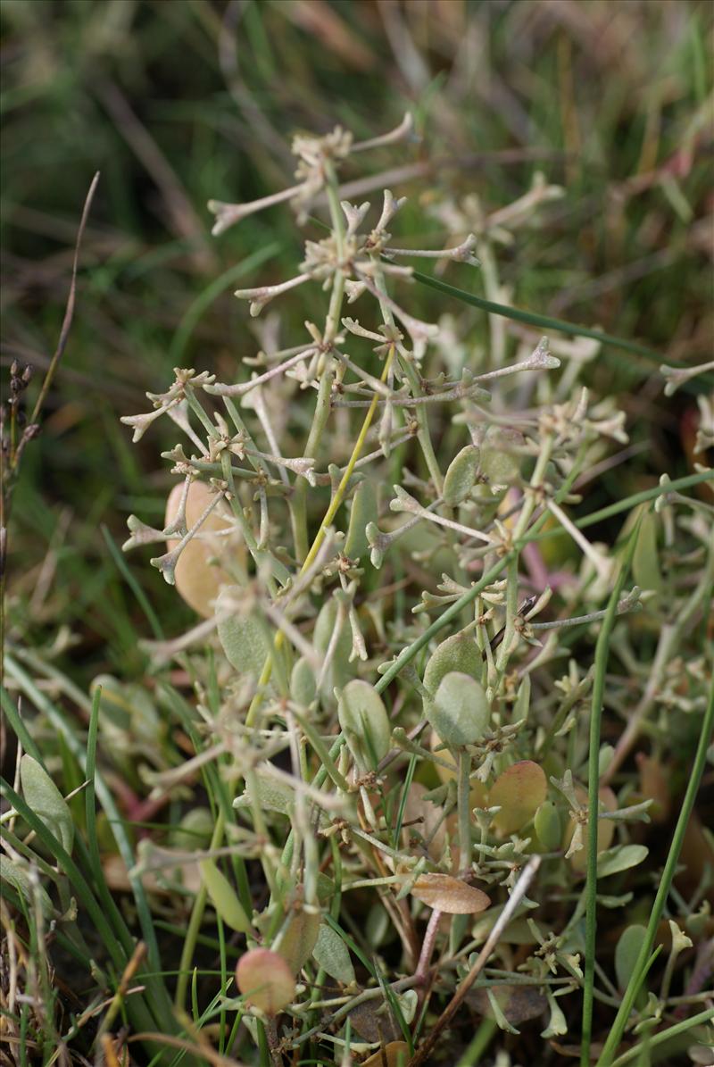 Atriplex pedunculata (door Adrie van Heerden)