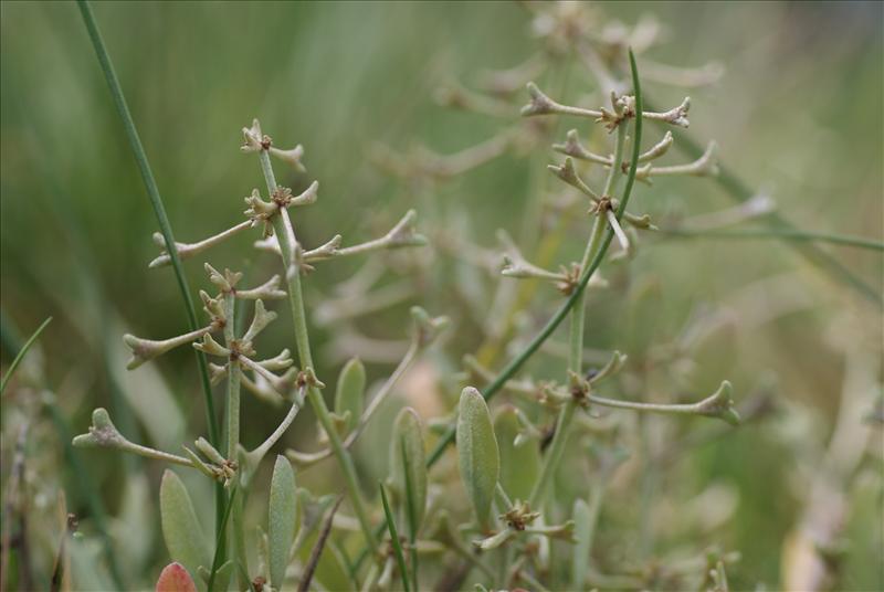 Atriplex pedunculata (door Adrie van Heerden)