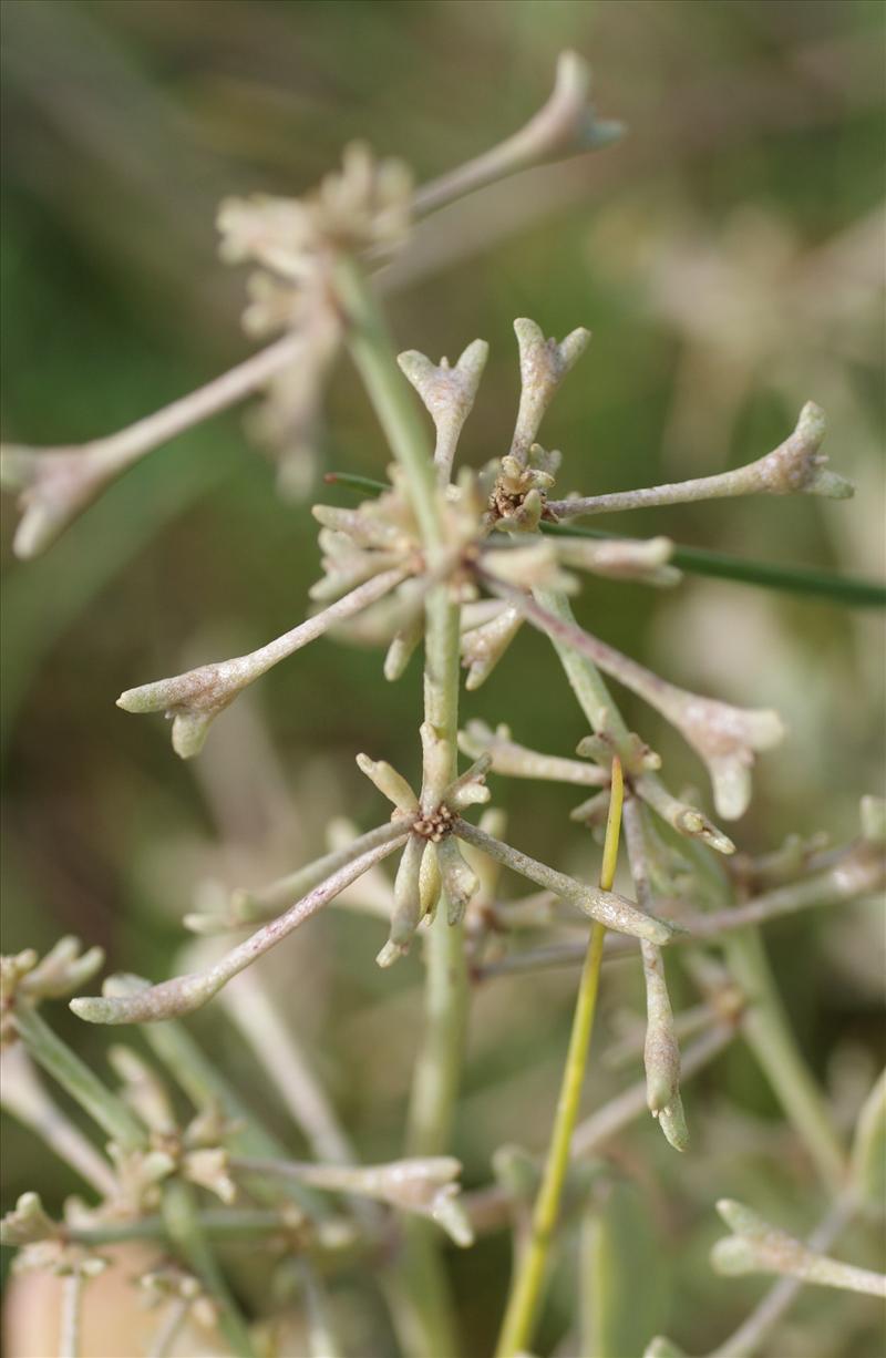 Atriplex pedunculata (door Adrie van Heerden)