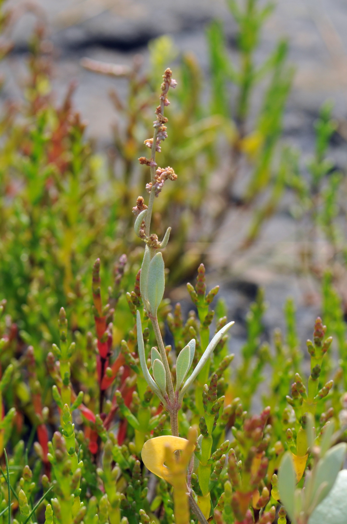 Atriplex portulacoides (door Hans Toetenel)