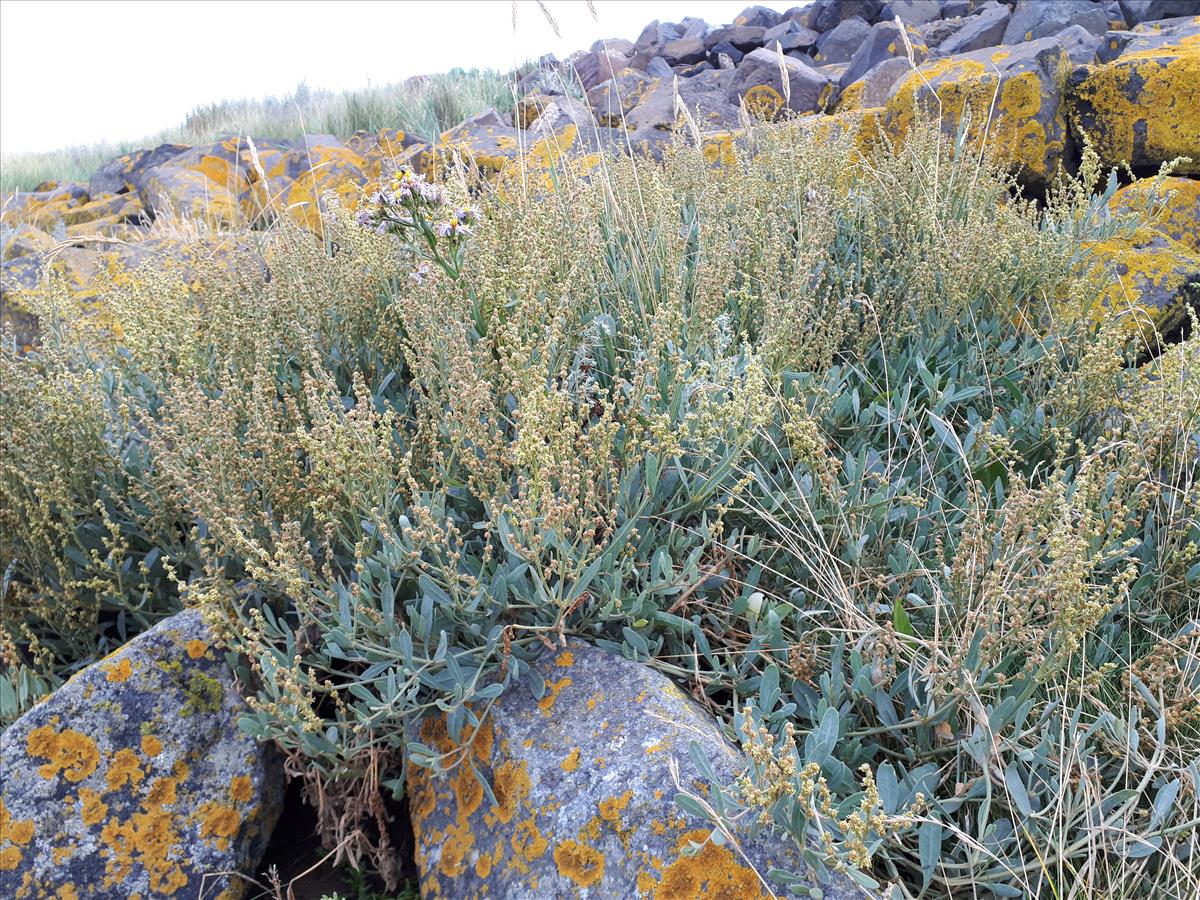 Atriplex portulacoides (door Adrie van Heerden)