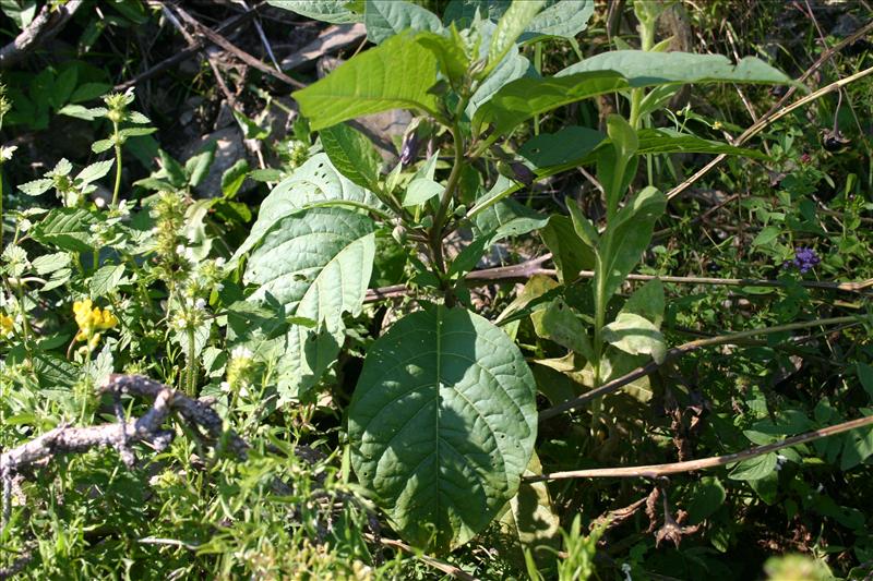 Atropa bella-donna (door Niels Jeurink)