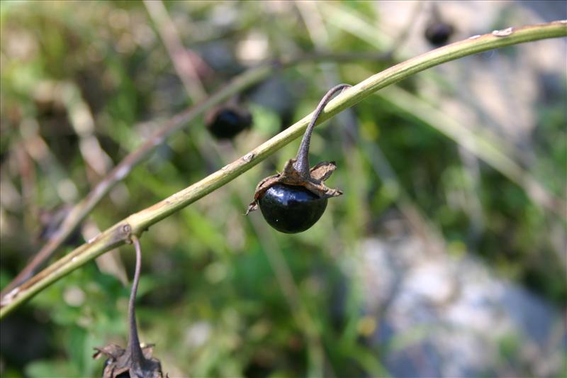 Atropa bella-donna (door Niels Jeurink)