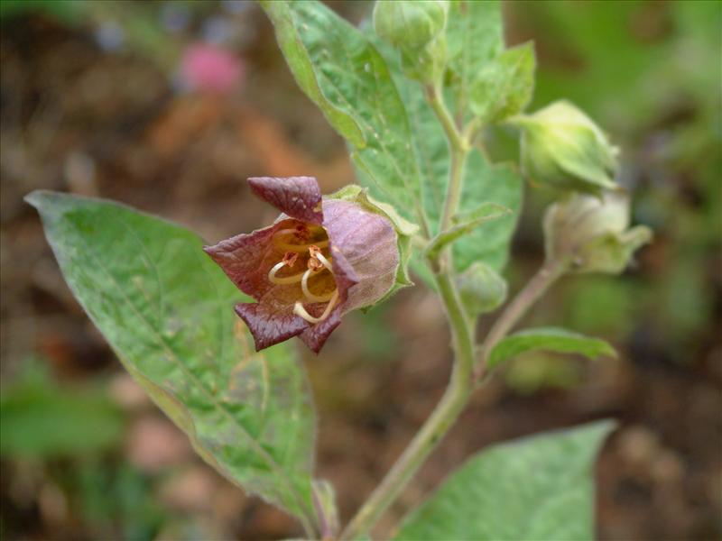 Atropa bella-donna (door Adrie van Heerden)