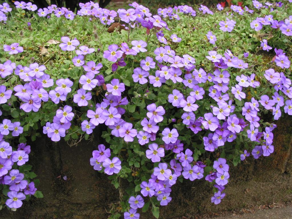 Aubrieta deltoidea (door Gertjan van Mill)